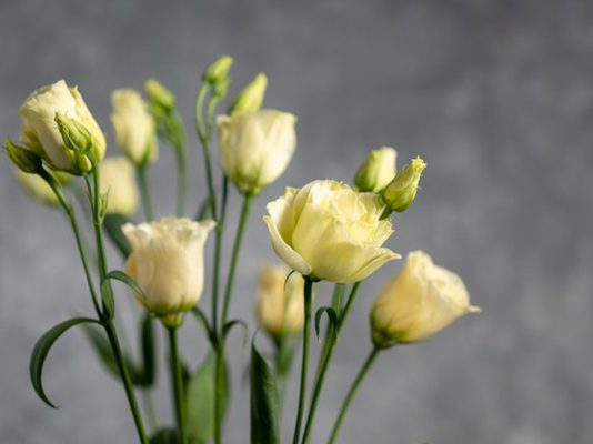 איך לשמור על טריות הפרחים